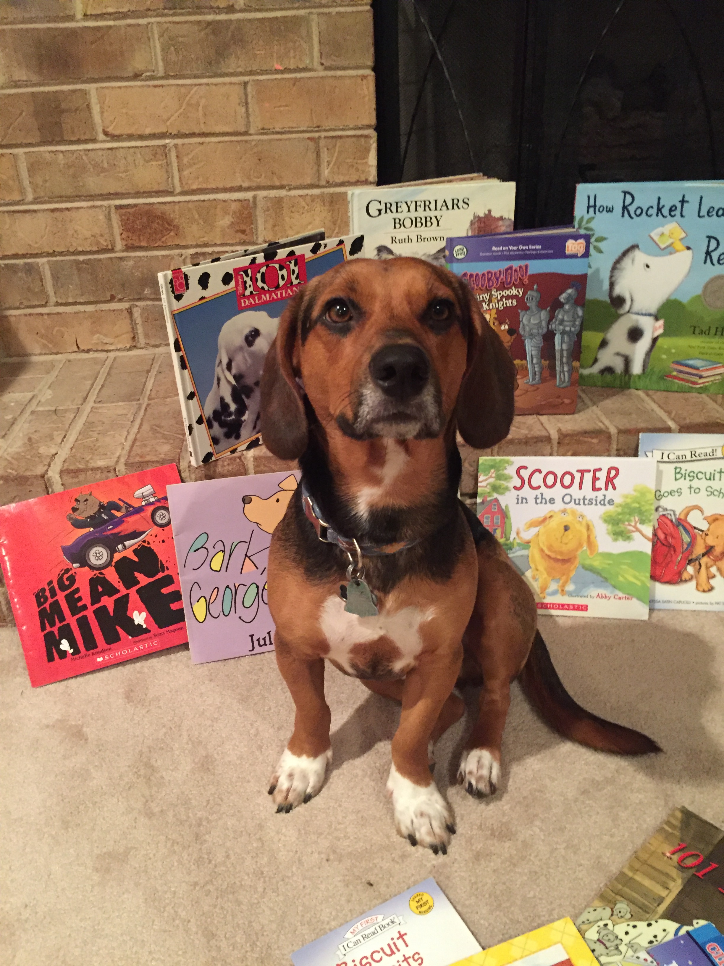 Paws for Reading @Goose Creek Library @ Goose Creek Library | Goose Creek | South Carolina | United States