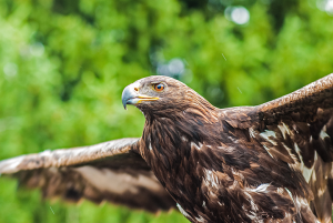 Lowcountry Raptors @ Hanahan Library